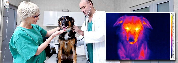 Termografija u veterinarskoj medicini: efikasna i raznovrsna